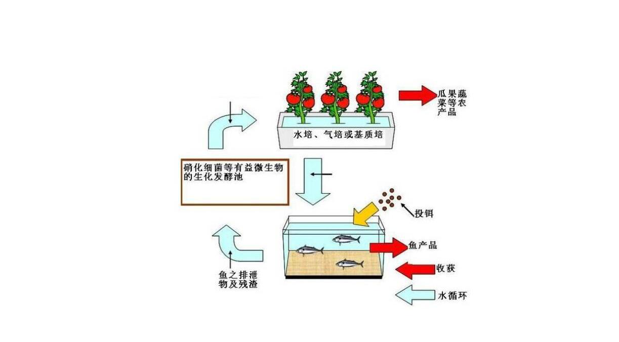 鱼池- 热门商品专区