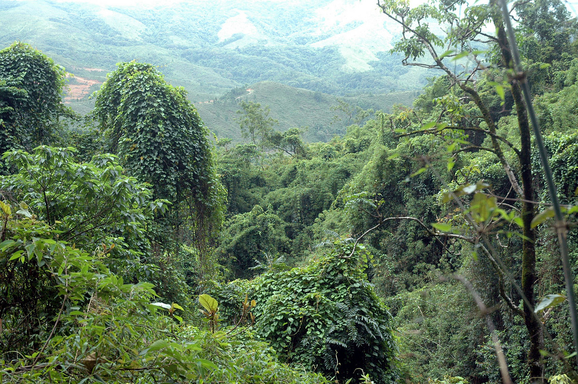 秋日环游指南# 五指山旅游必去的3个地方:  五指山热带雨林风景区 .