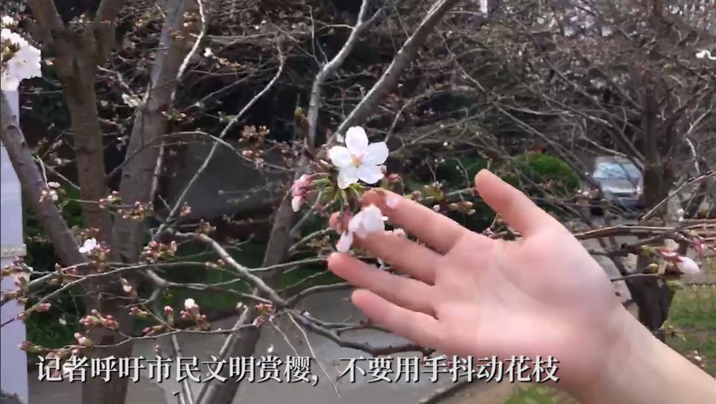 武汉大学又遇"樱花劫",游客为拍照爬树折花枝