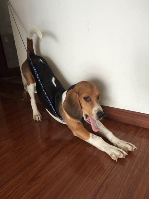 比格犬怎样服从训练 要保持一个良好的态度去训练