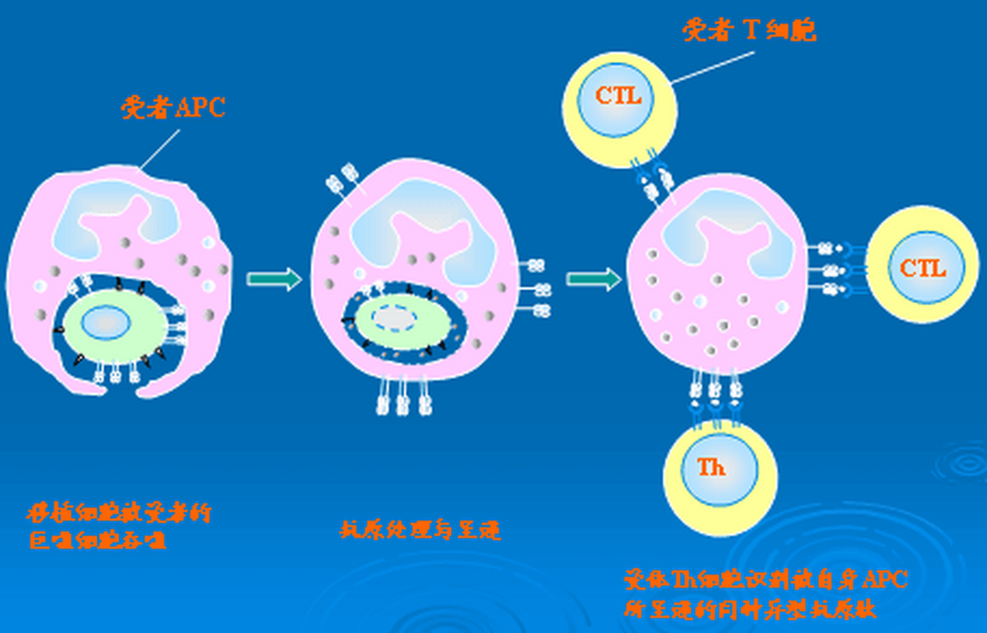 科普知识竞赛【科普小知识】人类白细胞抗原(human leukocyte