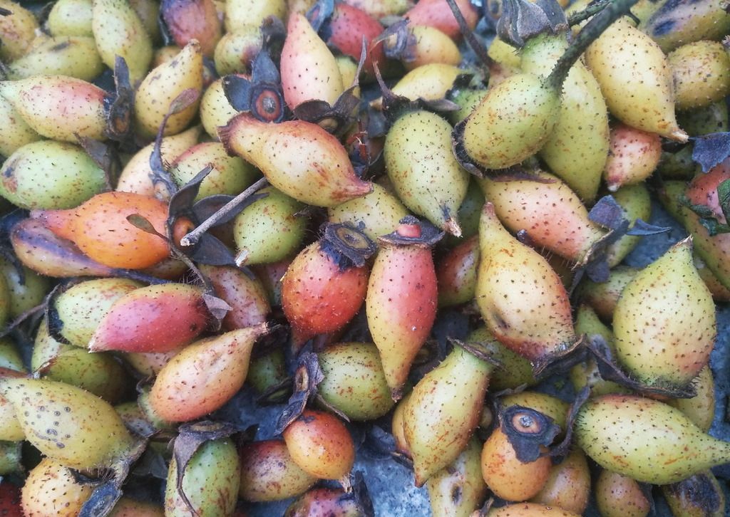 金樱子虽浑身是刺,但甘甜无比,药用价值较高,繁殖方法值得收藏