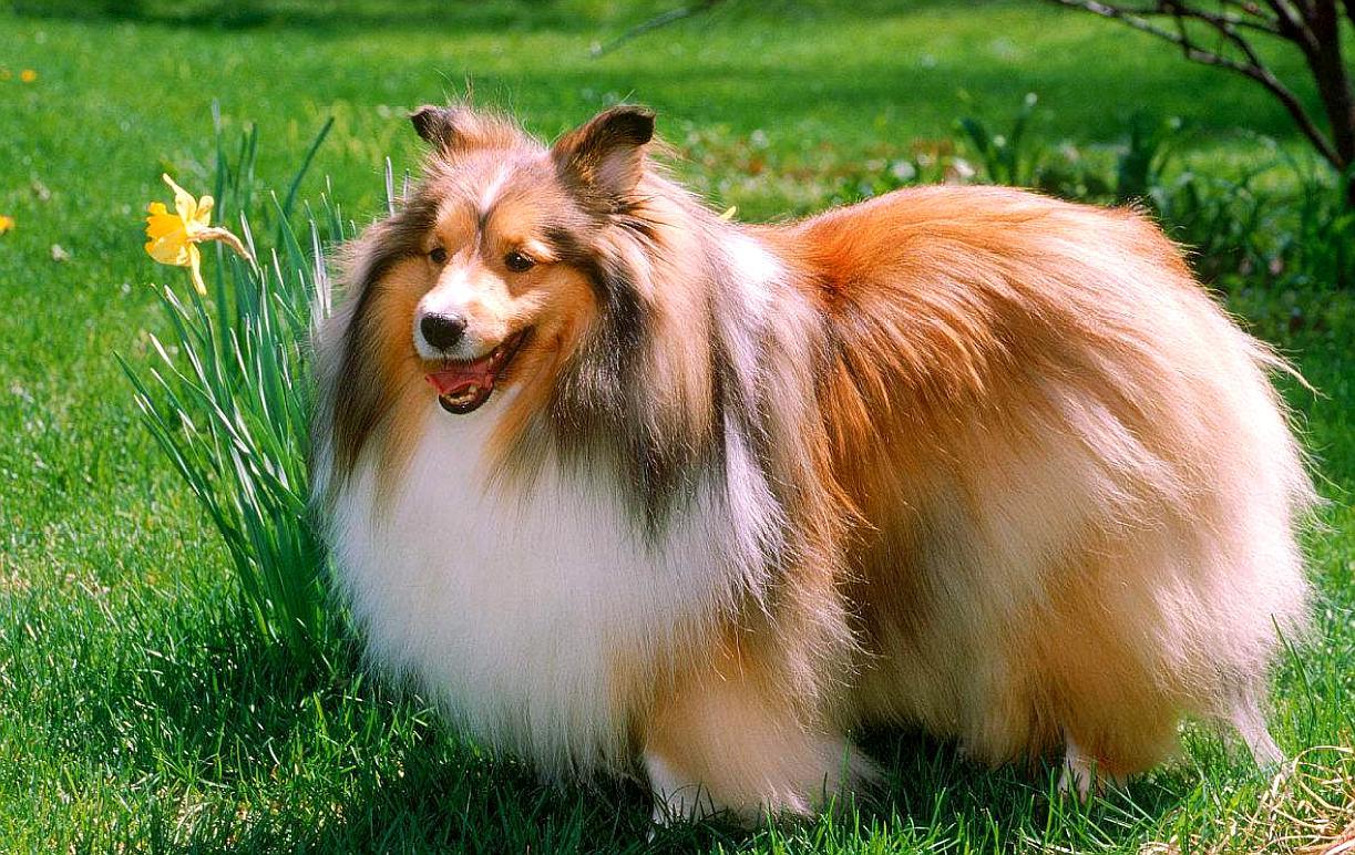 喜乐蒂牧羊犬对主人忠诚并且充满感情,是很好的工作犬和家庭犬