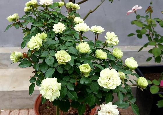 此植物,俗称"花中皇后",花期长达200天,院内种2棵,常年赏花