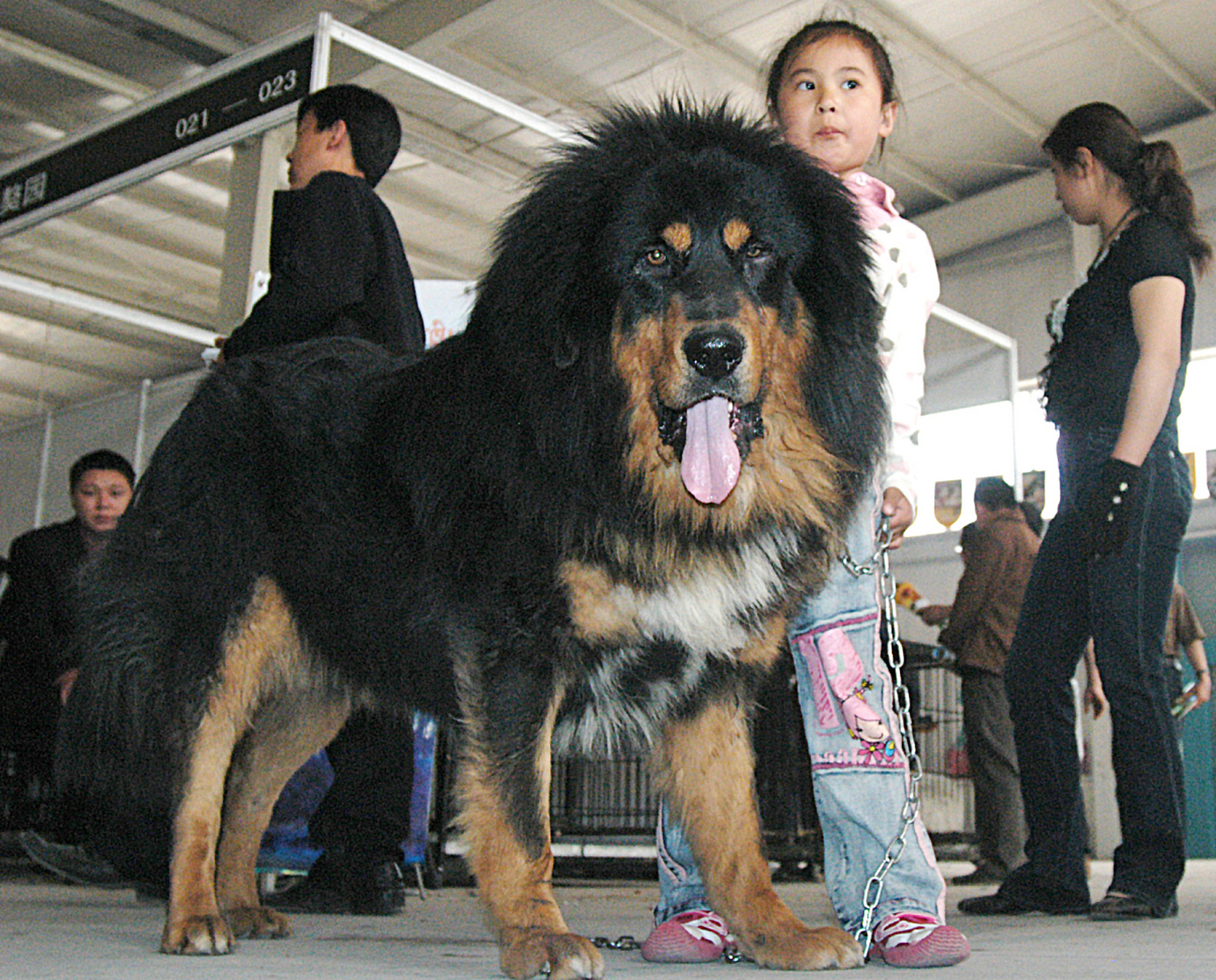 青狼图片 高加索犬图片