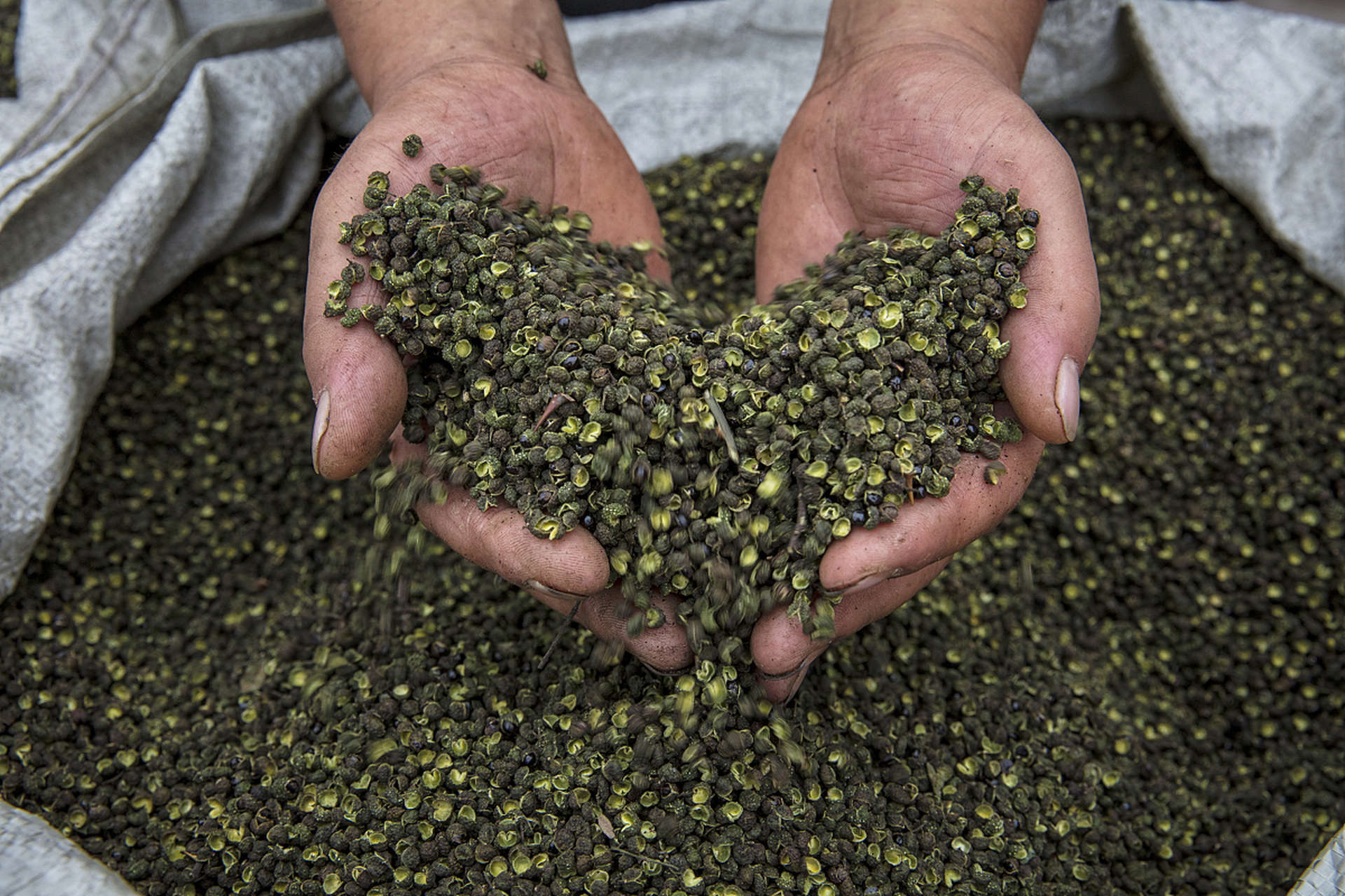 江津花椒市场5月28日开市#  53万亩青花椒迎来丰收 据报道,重庆江蝌