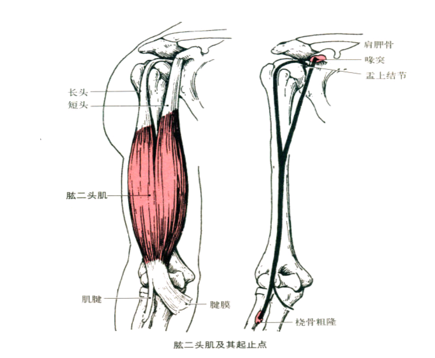 肩胛骨盂上结节 短头起点:肩胛骨喙突 止点:桡骨粗隆和覆盖于屈肌总腱