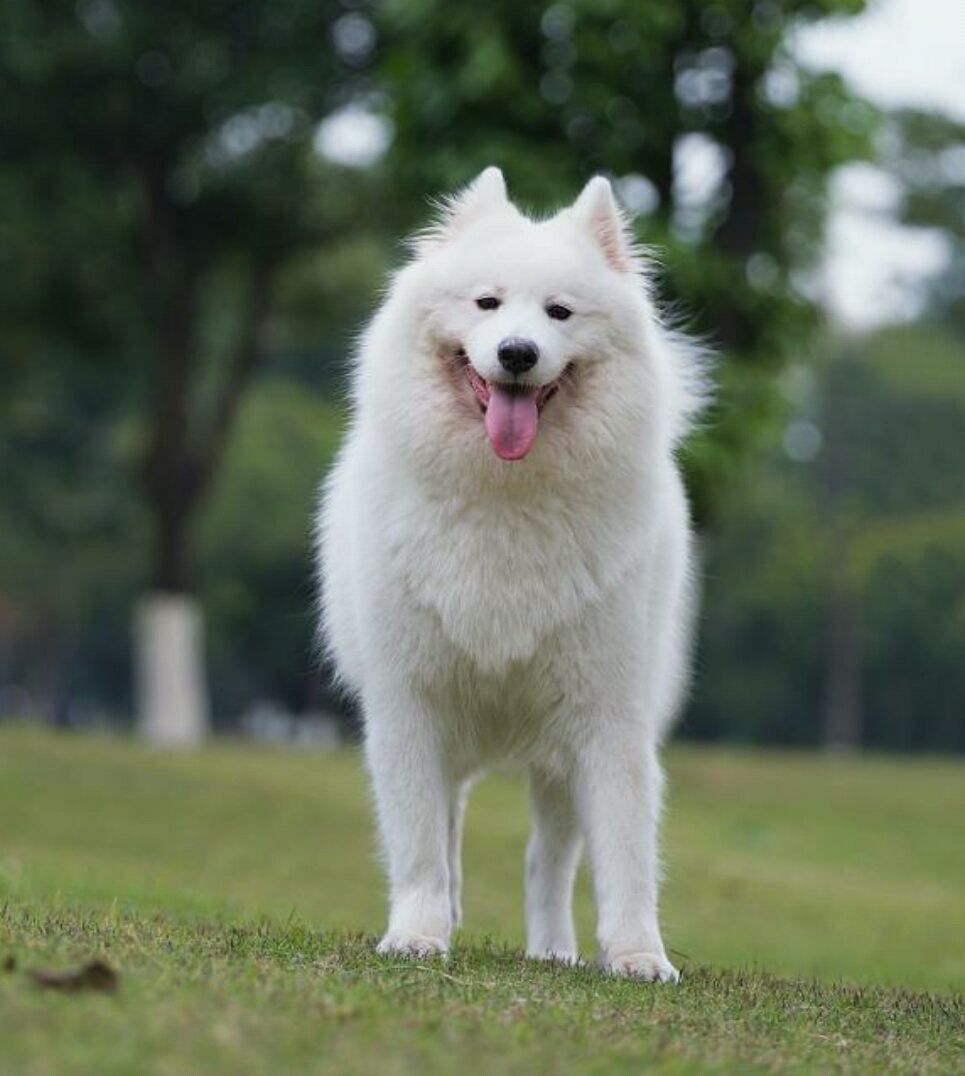 博美犬的治愈能力真的很强大 超越了微笑天使萨摩耶