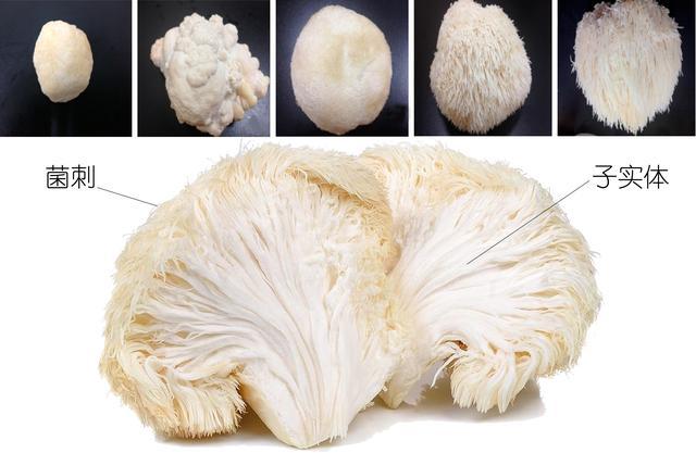 蘑菇记|以科学的名义,鉴别各种常见食用菌