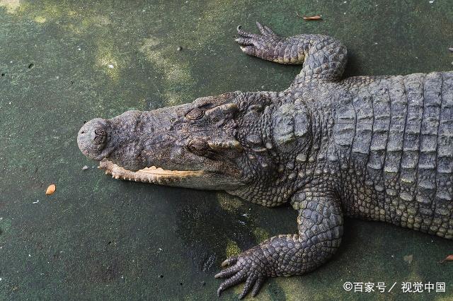 中国国内驯养繁殖的鳄鱼种类有:扬子鳄,暹罗鳄,湾鳄,尼罗鳄;其中国家