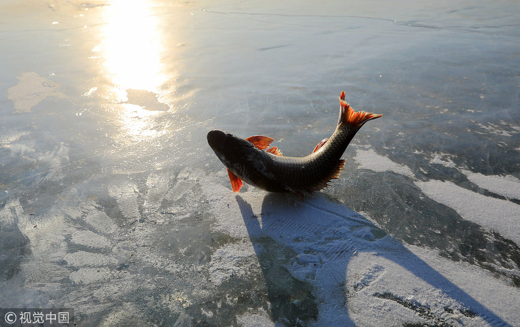 哈尔滨松花江一网20多条鱼破冰而出 白鱼鲫花活蹦乱跳