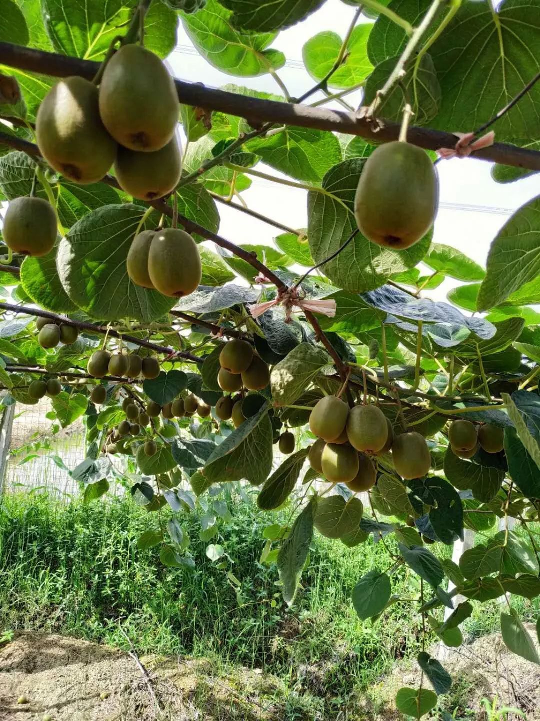 崇州红心猕猴桃20日正式开园啦!