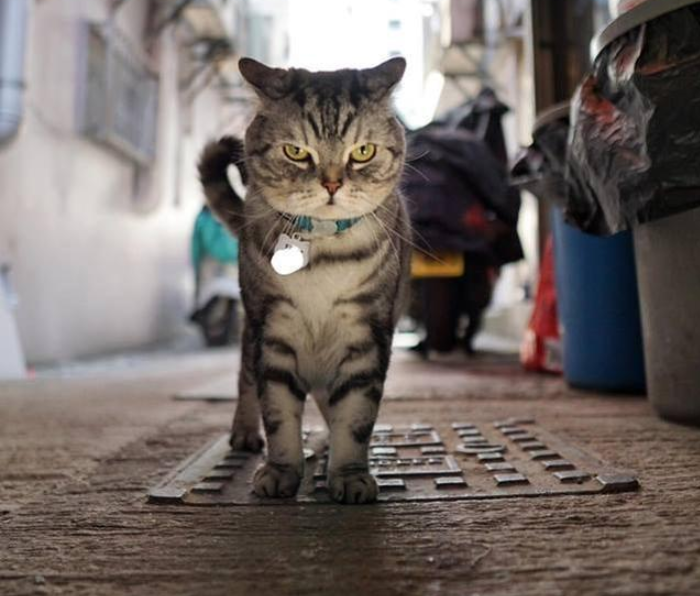 猫界大佬,在线巡街,眼神霸气却没人会怕:好萌,想盘
