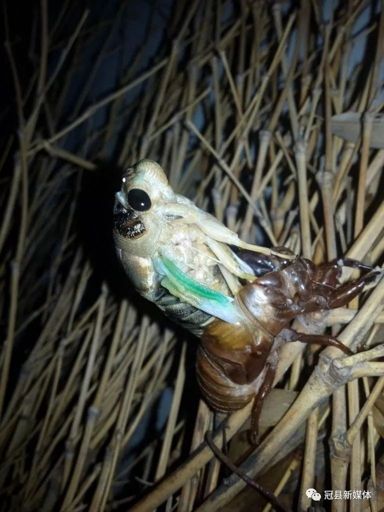 「纪实影像」"知了龟"变形记