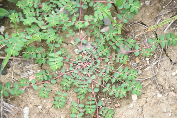 这种植物伏地而长,因常见矮小而被忽略,请不要忽视它