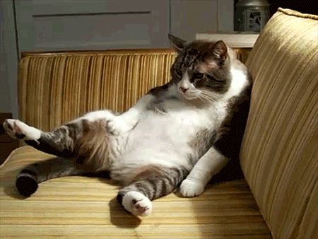 以下十种行为表示猫咪很焦虑,以及可以能做些什么!