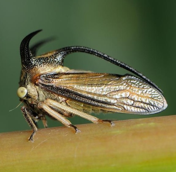 当你遇到以下小怪物时,不要惊慌,因为它们都是蝉.