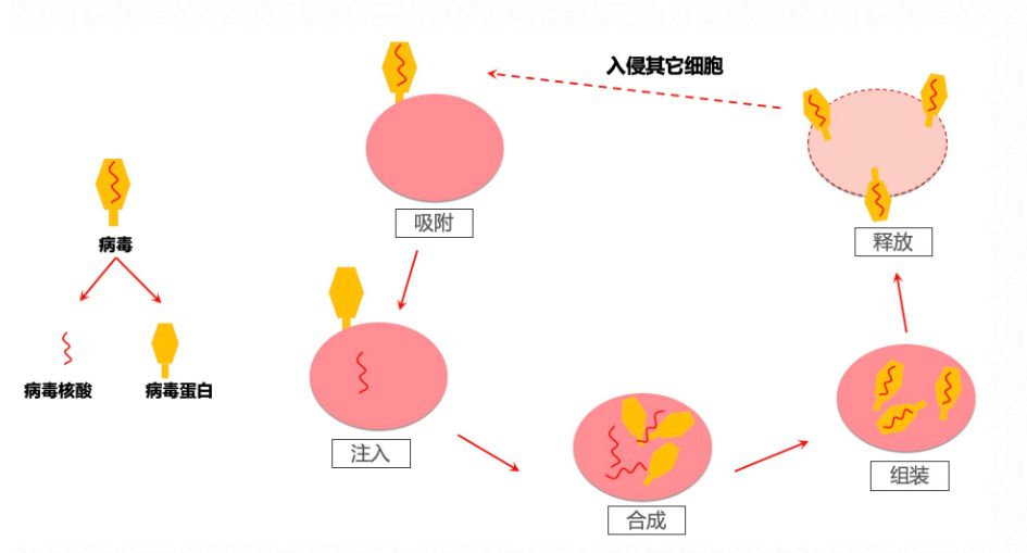 病毒复制过程图片