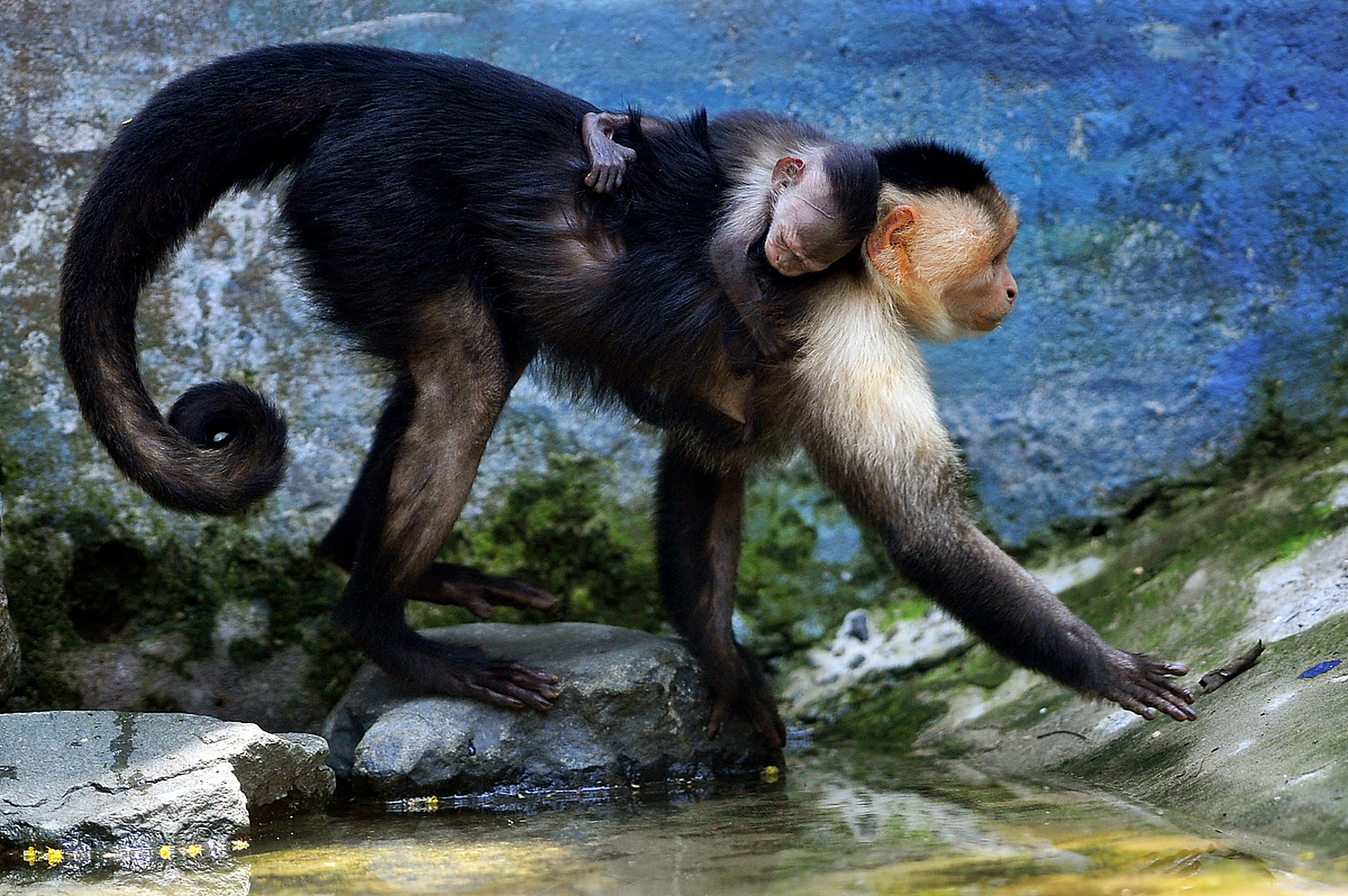 卷尾猴:是一种中等体型的猴子,分布在南美洲的西海岸和中部.