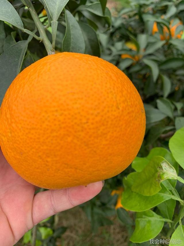 今日分享网友种的早熟杂柑品种,来自日本的"爱媛38号"
