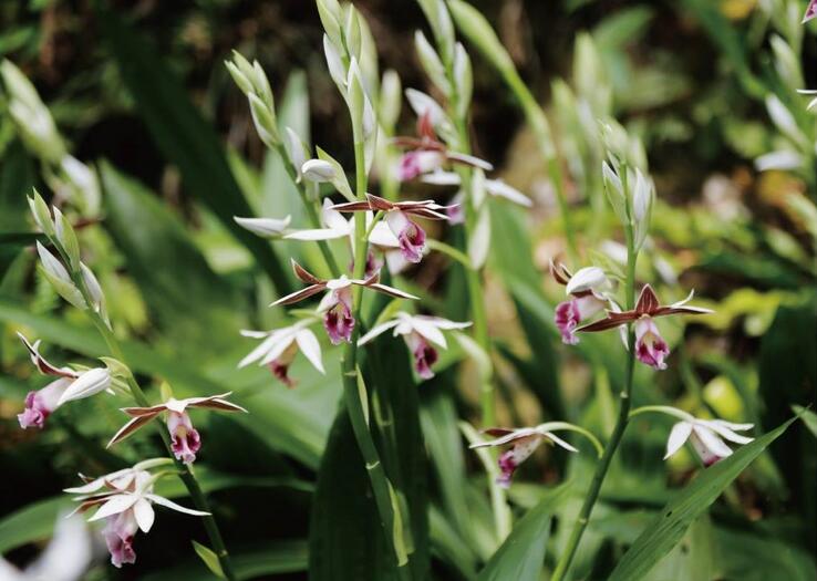 它曾是名贵的"跌打草",如今成花卉界"新宠",老农说可惜了