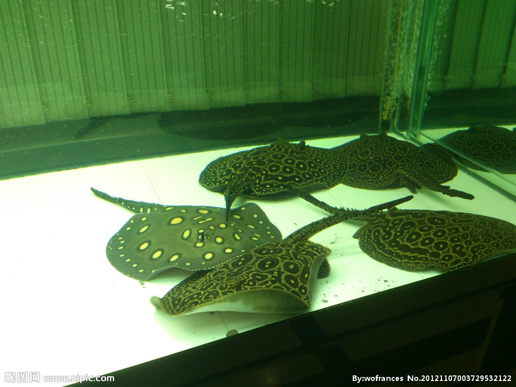 饲养魟鱼的重点,选择水族箱时,要注意这一点