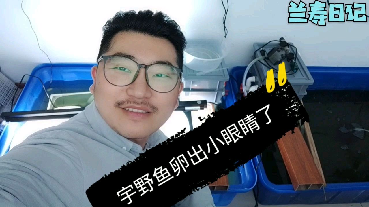 宇野金鱼卵出小眼睛了