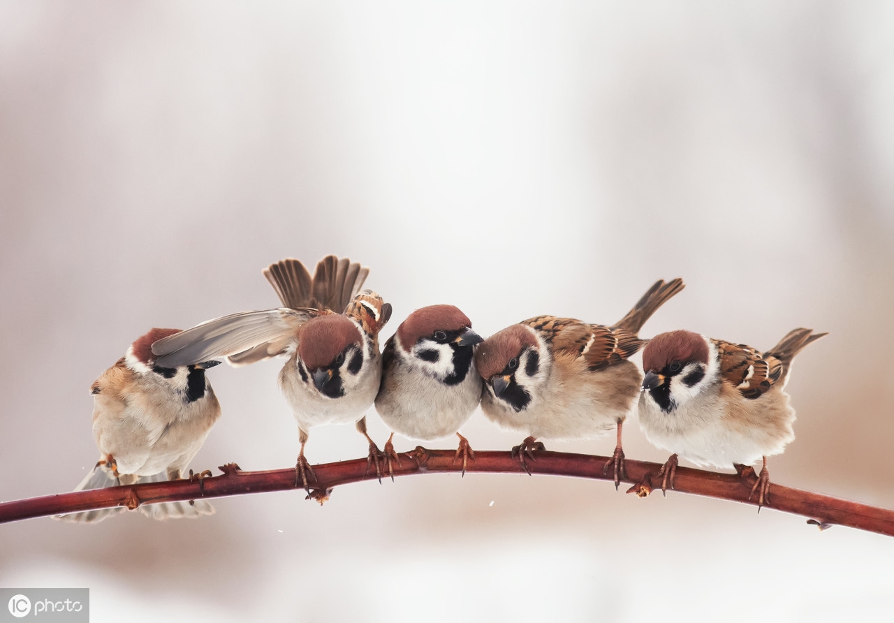 最小的麻雀群拥有10只左右的鸟,而最大的麻雀群可以拥有1000只以上的