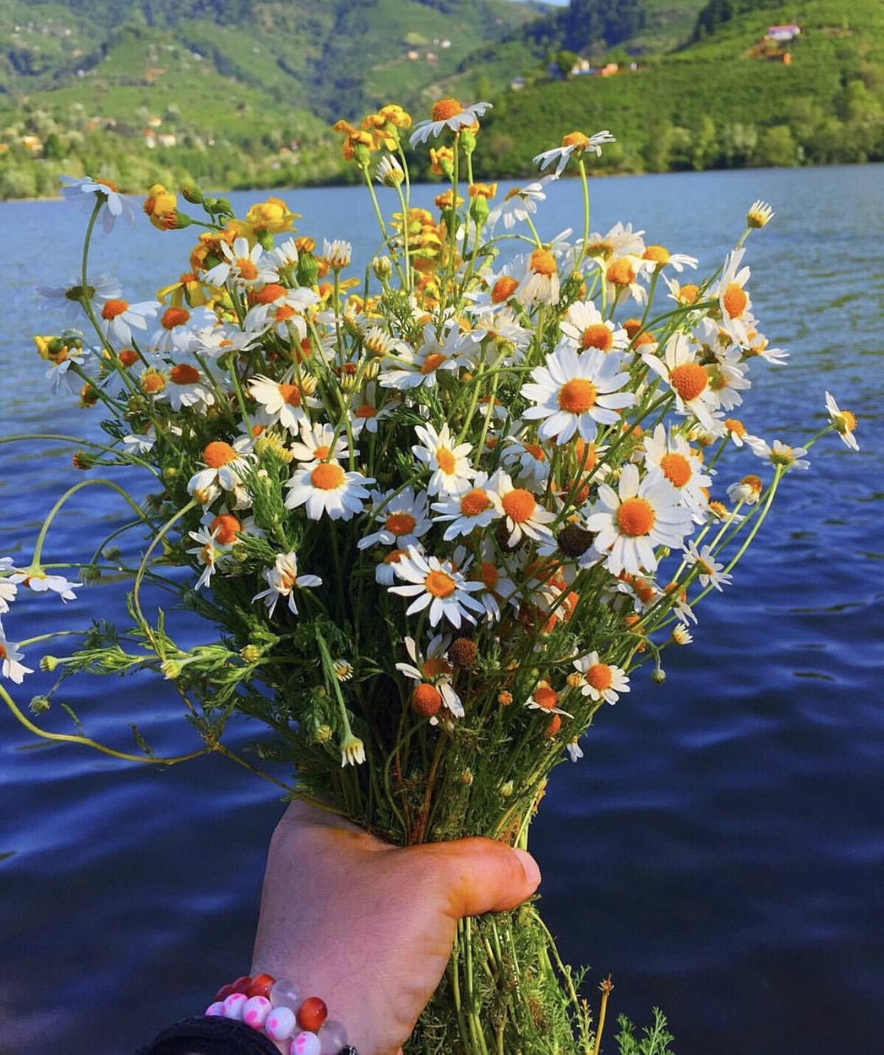 moring小雏菊/生活真的挺苦的,但是一定会看到闪闪发光的风景