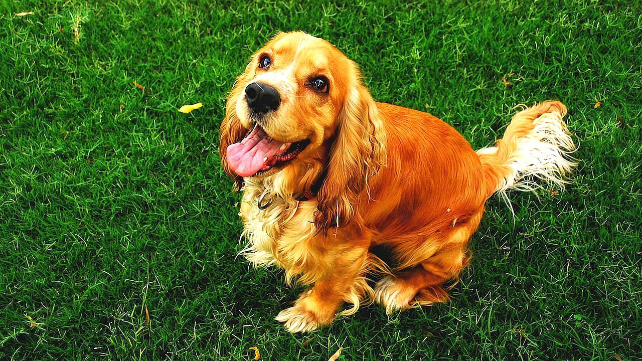 可卡犬 体重:20-30磅 预期寿命:10-14岁 可卡犬是运动犬中最小的一种.