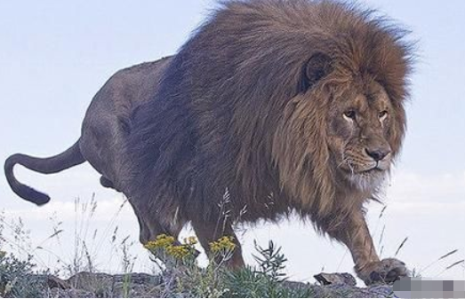 世界上最凶猛的动物,比大熊猫还珍贵,现存110头,中国没有1只!