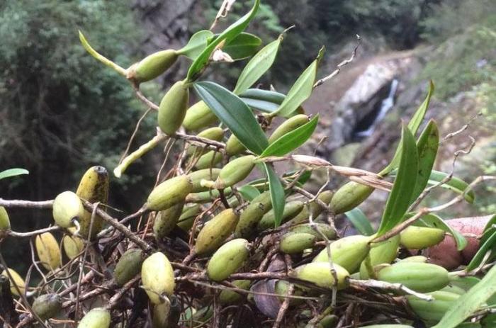 石壁上這野生物,葉子長果實上,煲湯成南方人最愛,人稱石仙桃