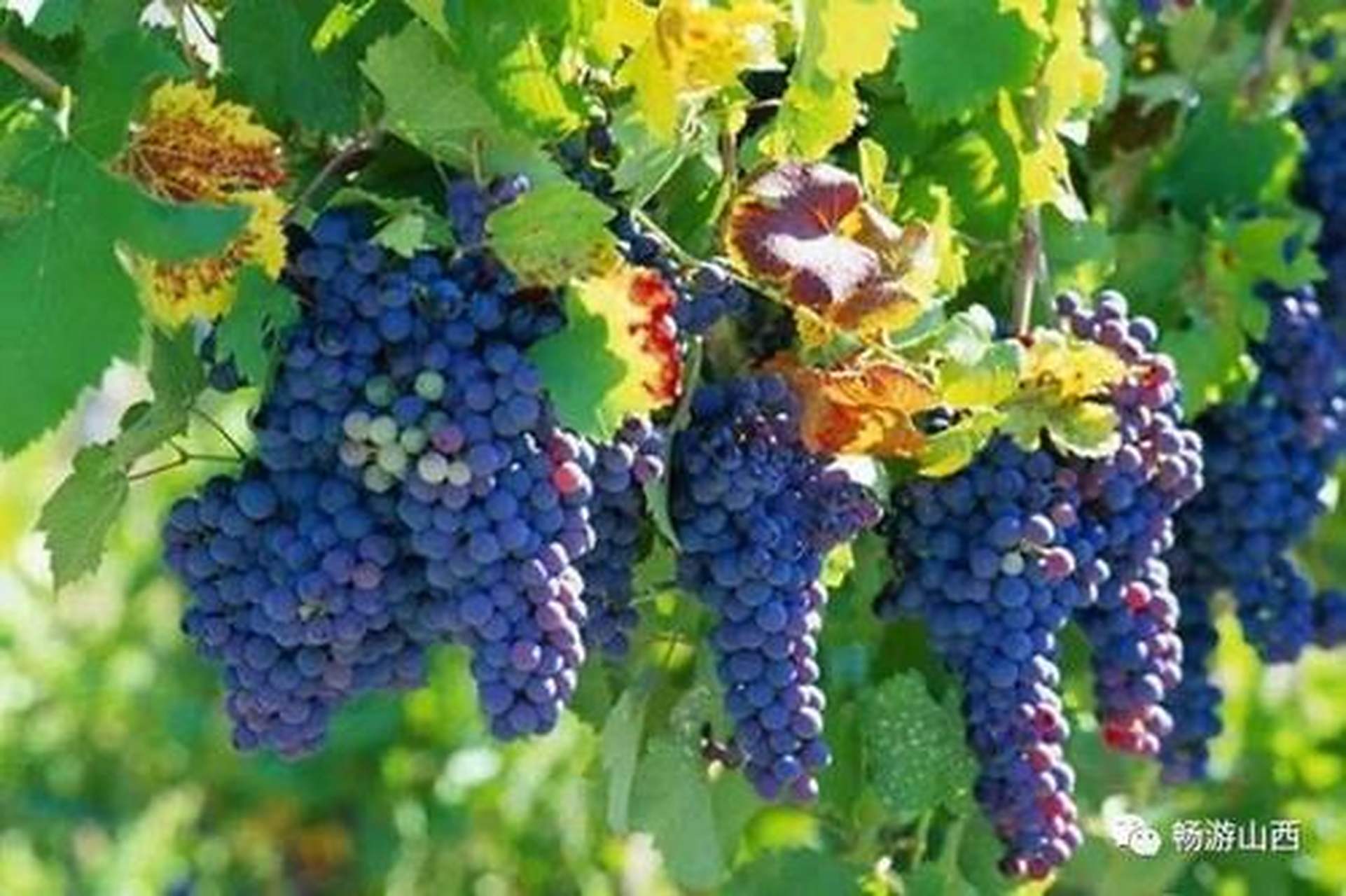 城市身边事#【太原美食】清徐葡萄:清徐县地处省城太原市城郊,依擅骀