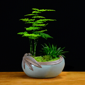 文竹居然有这么多作用,后悔知道的晚了,你也了解一下吧!