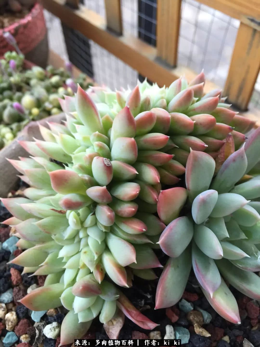 新入的沙罗姬牡丹 下面两张是自制的多肉花盆拼的小花园,以后找机会