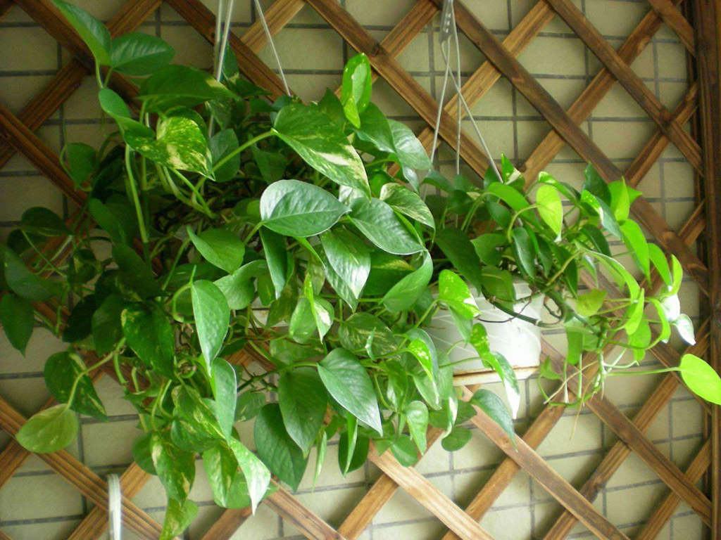 适合在北阳台下,种植的几种花卉,不容错过