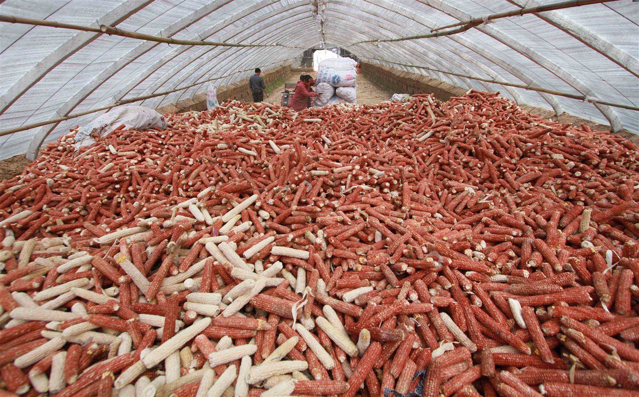 玉米是非常常见的农作物,相信在农村生活过的人一定对它不会陌生,每年