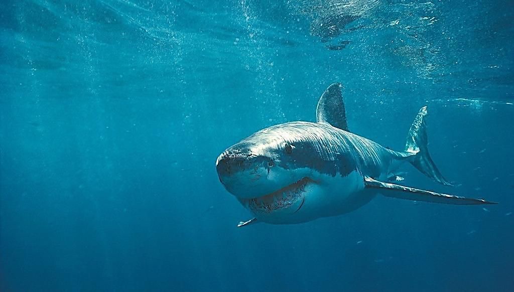 鲨鱼来了!鲨皇——巨齿鲨