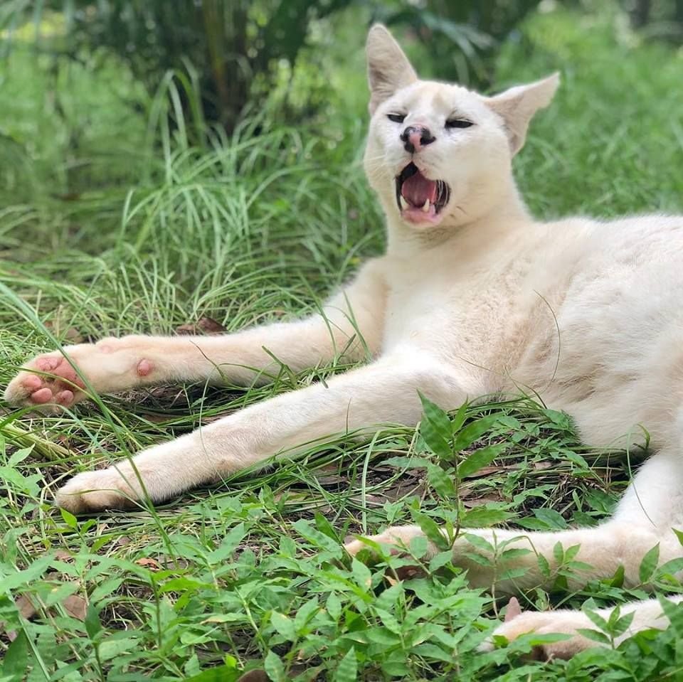 罕见白色薮猫全球仅发现两只,源于近亲繁殖,出生就是个错误