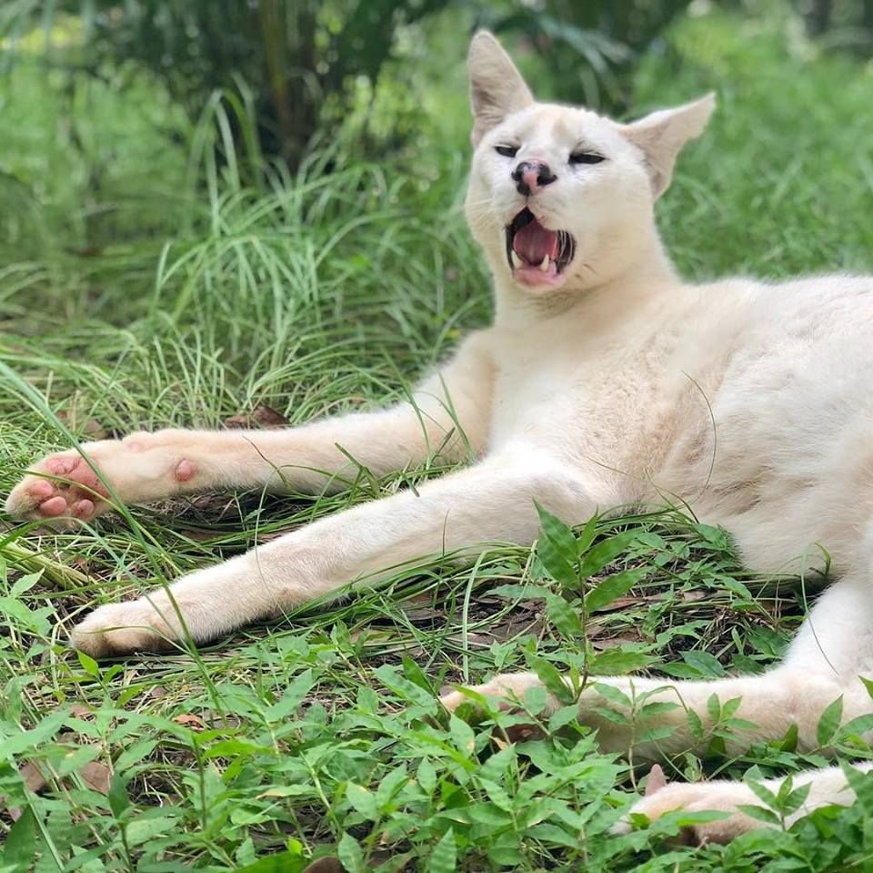 白化薮猫图片