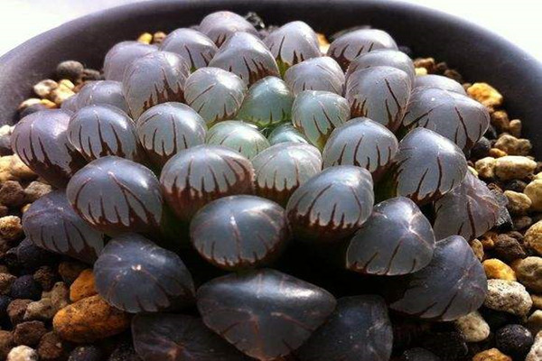 上一拨不同种类多肉玉露,拿走不谢