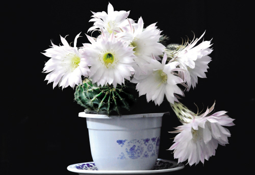 白鸟:仙人掌科(cactaceae) / 乳突球属(mammillaria)