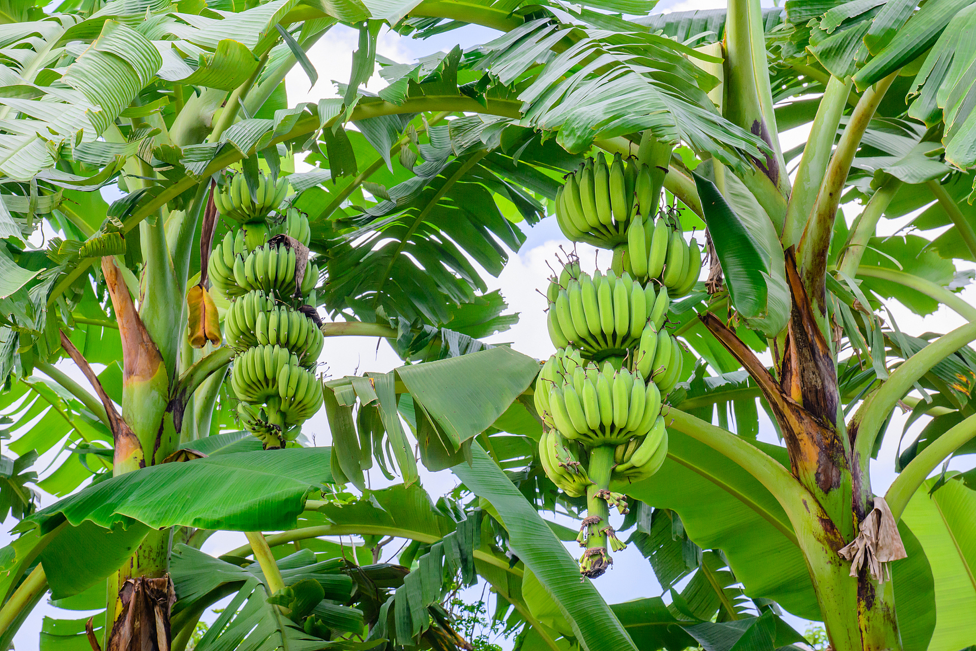 每天一篇英语小短文:   a banana tree   there is a banana tree in