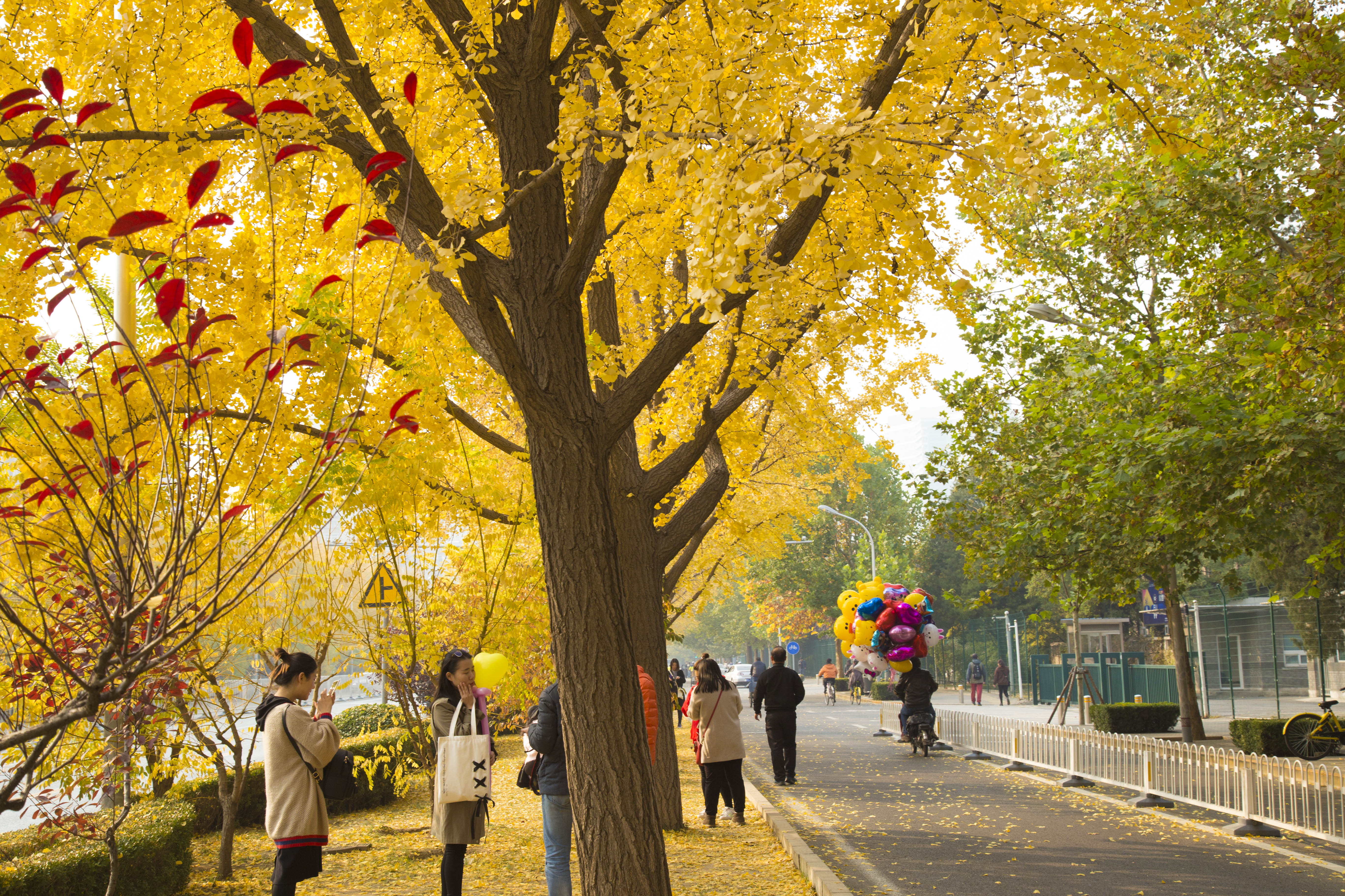 三里屯东五街使馆区银杏