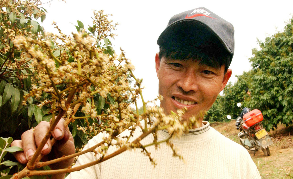 百度爱采购首页 商品专题_大小年现象荔枝从花芽分化至开花需要消耗