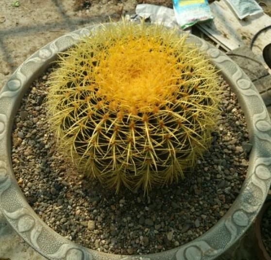 养盆金虎仙人球,找准位置挖一下,蹭蹭冒"小崽",就这么简单