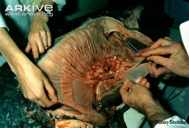 腔棘鱼腔棘鱼以前被认为灭绝对于这个物种你不知道的还有很多