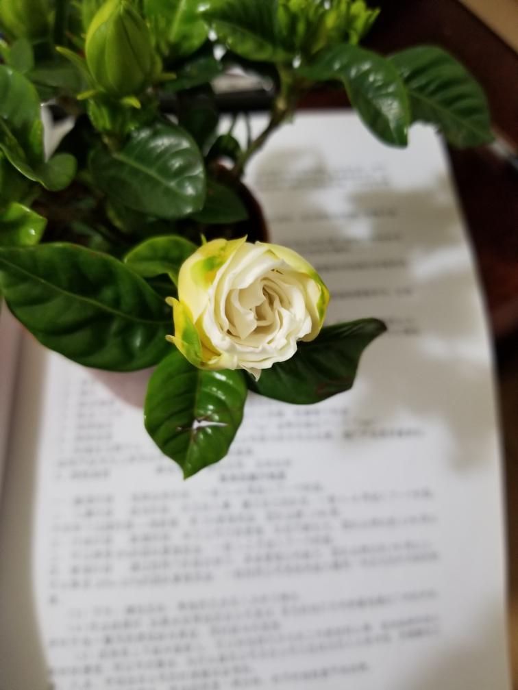 三个傻瓜 2012年新世界出版社出版的图书 百度百科