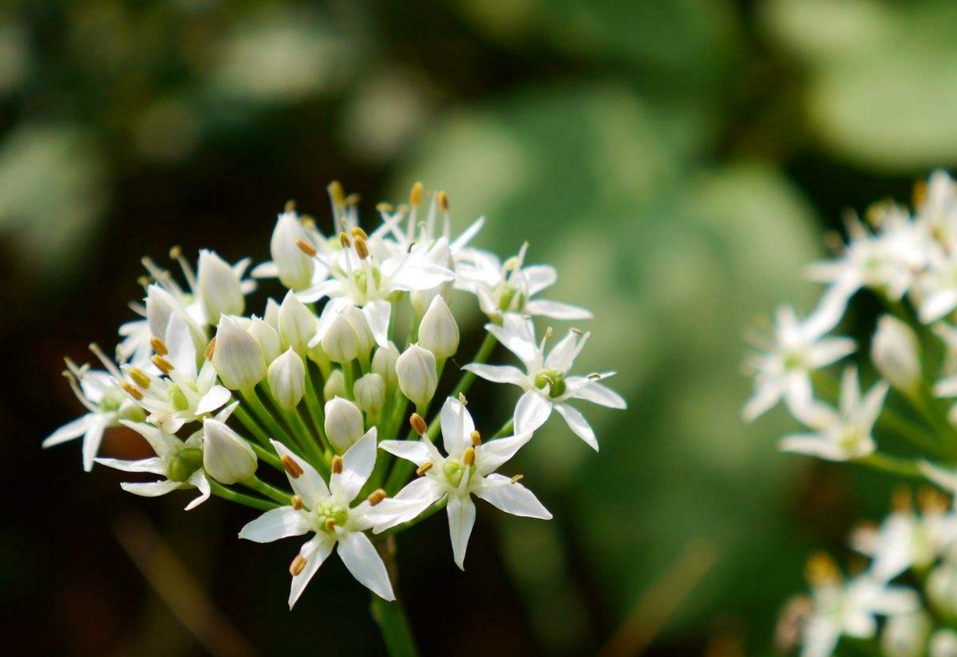 生菜花,看起来像黄色的碎瓣石竹 转载自百家号作者:唯美百草园