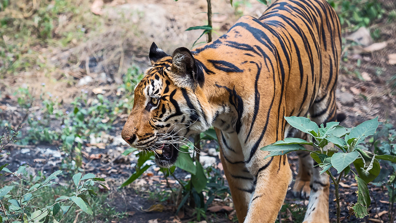 我国现存还有几种老虎?它们在野外的生存状态怎样了?